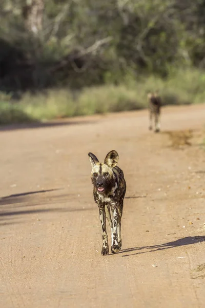 African Wild Dog Running Ghiaia Road Kruger National Park Sud — Foto Stock