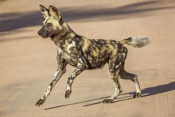 Perro Salvaje Africano Corriendo Por Carretera Grava Parque Nacional Kruger — Foto de Stock