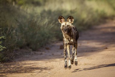 Afrika yaban köpeği Kruger National park, Güney Afrika için; Nakit Lycaon pictus ailesi köpekgiller