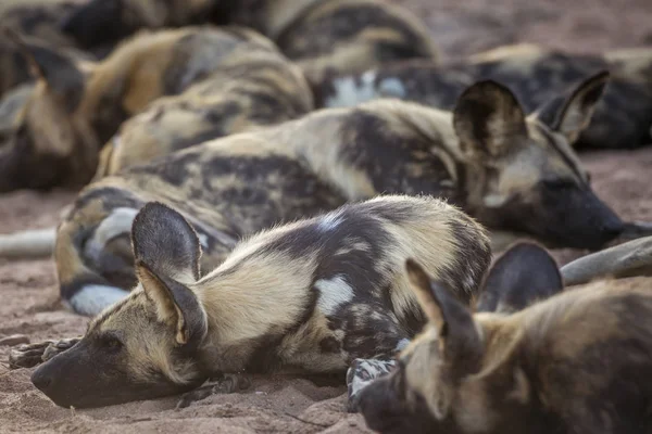 Afrikaanse Wilde Hond Kruger National Park Zuid Afrika Specie Lycaon — Stockfoto