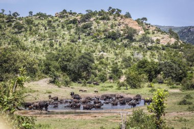 African buffalo in Kruger National park, South Africa clipart