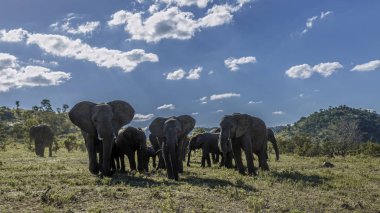 Afrika bush fil Kruger National park, Güney Afrika