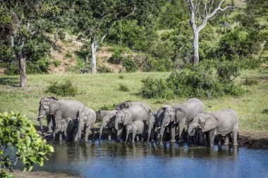 Afrika bush fil Kruger National park, Güney Afrika