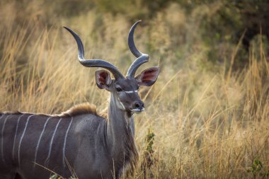Kruger Milli Parkı' nda büyük kudu boynuzlu erkek portresi, Güney Afrika ; Bovidae Specie Tragelaphus strepsiceros ailesi