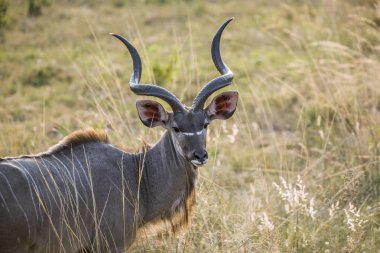 Kruger Milli Parkı' nda büyük kudu boynuzlu erkek portresi, Güney Afrika ; Bovidae Specie Tragelaphus strepsiceros ailesi