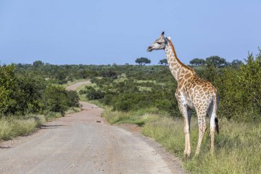Kruger Ulusal Parkı 'nda zürafa, Güney Afrika