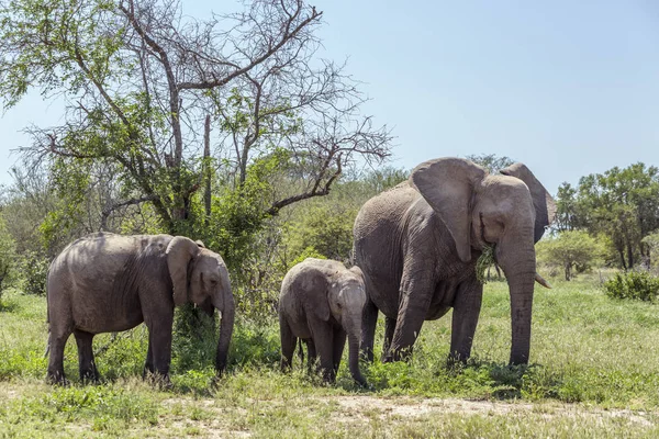 Elefante cespuglio africano nel parco nazionale di Kruger, Sud Africa — Foto Stock