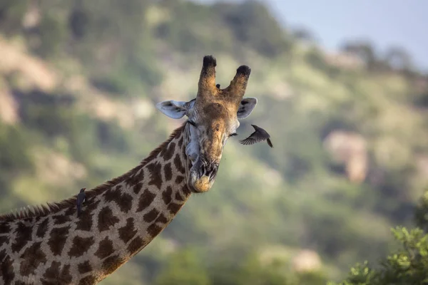 Kruger Ulusal Parkı 'nda zürafa, Güney Afrika — Stok fotoğraf