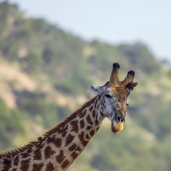 Kruger Ulusal Parkı 'nda zürafa, Güney Afrika — Stok fotoğraf