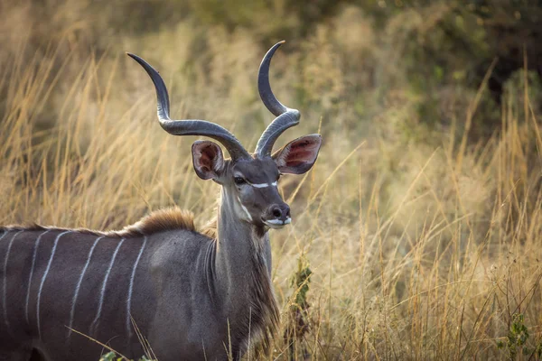 Większy Kudu Horned Portret Męski Parku Narodowym Krugera Rpa Specie — Zdjęcie stockowe