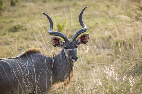 Większy Kudu Horned Portret Męski Parku Narodowym Krugera Rpa Specie — Zdjęcie stockowe