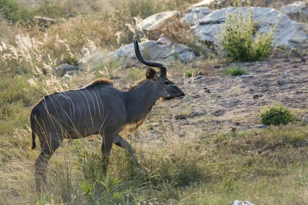 Większy Kudu Horned Portret Męski Parku Narodowym Krugera Rpa Specie — Zdjęcie stockowe