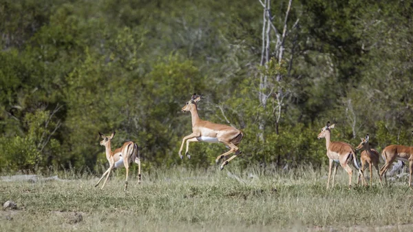 Vanlig Impala Springer Och Hoppar Kruger National Park Sydafrika Specie — Stockfoto
