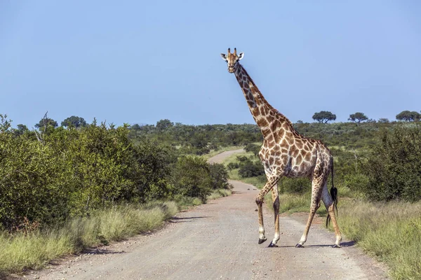 Zsiráf a Kruger Nemzeti Parkban, Dél-Afrika — Stock Fotó