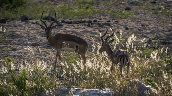 Dwa Impala Podświetlanej Trawie Parku Narodowym Krugera Rpa Specie Aepyceros — Zdjęcie stockowe