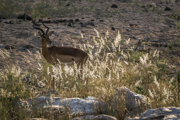 Vanliga Impala Bakgrundsbelyst Gräs Kruger National Park Sydafrika Specie Aepyceros — Stockfoto