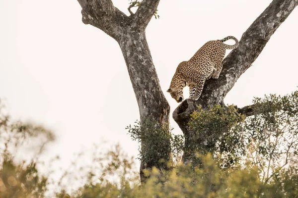 Леопард в Национальном парке Крюгер, ЮАР — стоковое фото
