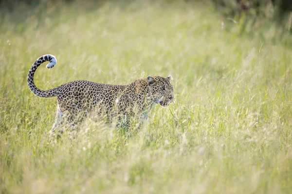 Leopard Kruger Nemzeti park, Dél-afrikai Köztársaság — Stock Fotó