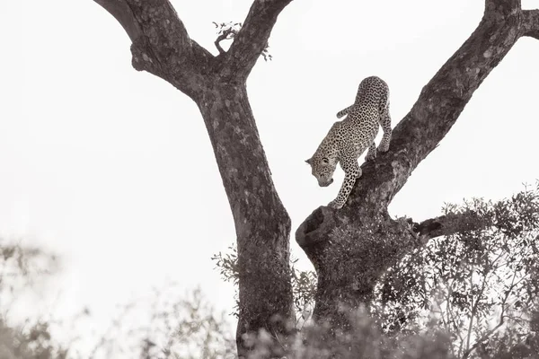 Leopard i Kruger National park, Sydafrika — Stockfoto