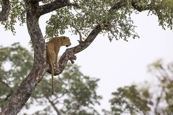 Leopard Kruger Nemzeti park, Dél-afrikai Köztársaság — Stock Fotó