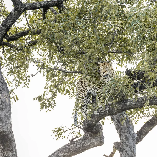 Leopar Kruger National park, Güney Afrika — Stok fotoğraf