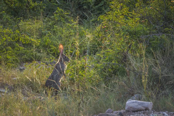 Национальном Парке Крюгера Южная Африка Подсветкой Встает Заяц Скруб Семейство — стоковое фото