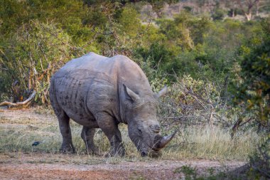 Güney beyaz gergedan Kruger National park, Güney Afrika