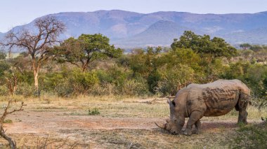 Güney beyaz gergedan Kruger National park, Güney Afrika