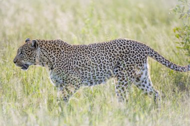 Leopar Kruger National park, Güney Afrika