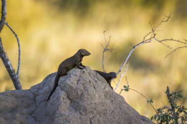 Kruger Milli Parkı termit höyük üzerinde iki Ortak cüce firavun faresi, Güney Afrika; Herpestidae Specie Helogale parvula ailesi