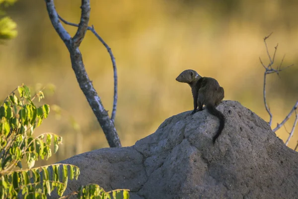 Dwerg Mongoose Termietenheuvel Kruger Nationaal Park Zuid Afrika Specie Helogale — Stockfoto