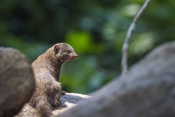 Gewone Dwerg Mongans Het Midden Van Rotsen Het Kruger National — Stockfoto