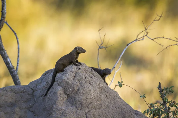 Deux Mangoustes Naines Communes Sur Termite Dans Parc National Kruger — Photo