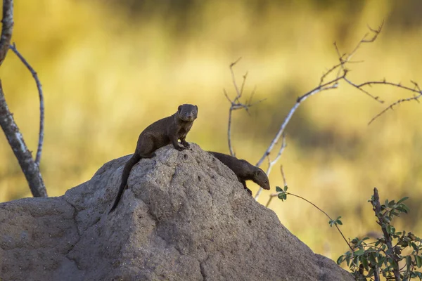 Two Common Dwarf Mongoose Termite Mound Kruger National Park South — Stock Photo, Image