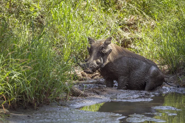 Phacochoère Commun Baignant Dans Trou Eau Dans Parc National Kruger — Photo