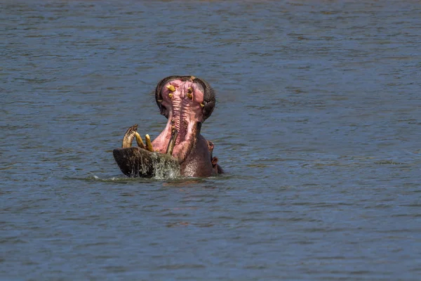 Ippopotamo nel Parco Nazionale di Kruger, Sud Africa — Foto Stock