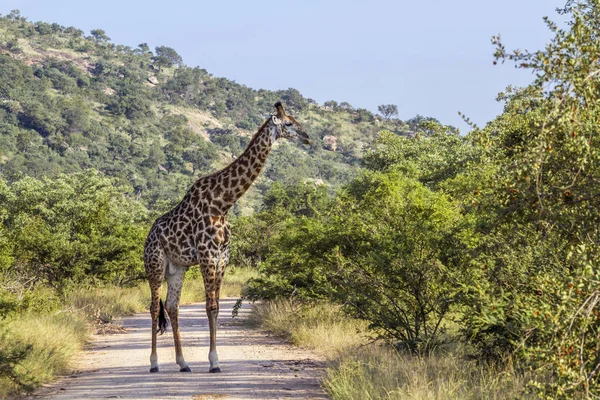 Giraffe im Kruger Nationalpark, Südafrika — Stockfoto