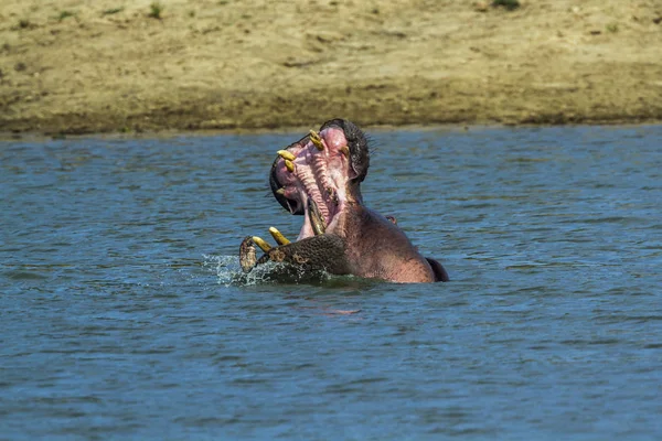 在南非克鲁格国家公园的河马 — 图库照片