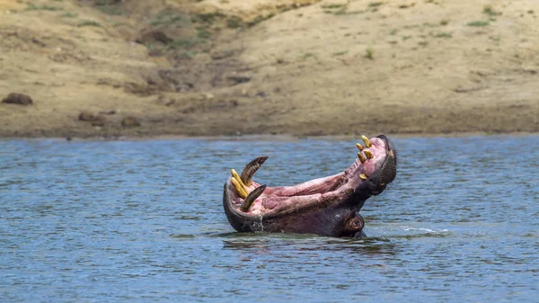 Ippopotamo nel Parco Nazionale di Kruger, Sud Africa — Foto Stock