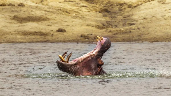 Hipopótamo en el Parque Nacional Kruger, Sudáfrica — Foto de Stock