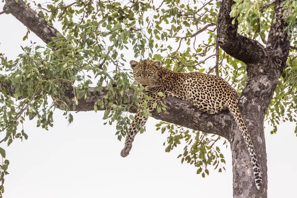 Leopard im Kruger Nationalpark, Südafrika — Stockfoto