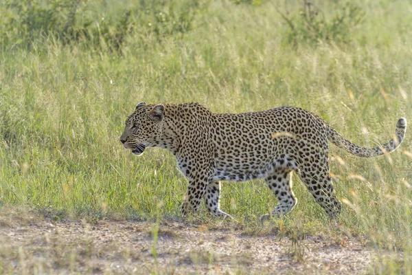 Leopard Kruger Nemzeti park, Dél-afrikai Köztársaság — Stock Fotó