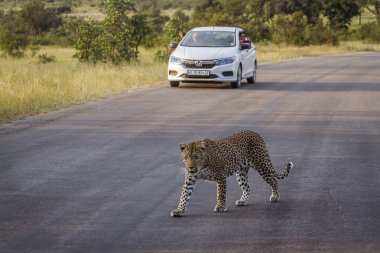 Kruger Milli Parkı, Güney Afrika - 15 Mart 2018 : Kruger Milli Parkı'nda turist arabasının önünde safari yolunu geçen leopar
