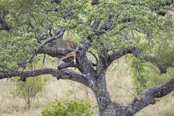 Leopar Kruger National park, Güney Afrika — Stok fotoğraf