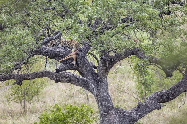 Λεοπάρδαλη στο εθνικό πάρκο Κρούγκερ, Νότια Αφρική — Φωτογραφία Αρχείου