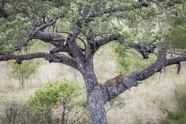 Léopard dans le parc national de Kruger, Afrique du Sud — Photo