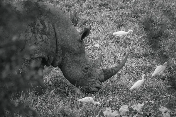 Rinoceronte-branco-do-sul no Parque Nacional Kruger, África do Sul — Fotografia de Stock