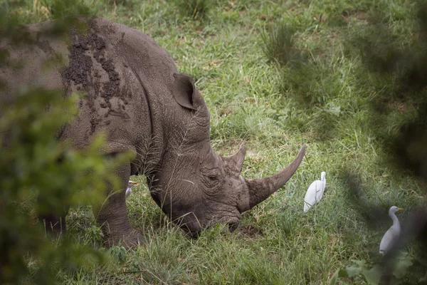 Südliches Breitmaulnashorn im Kruger Nationalpark, Südafrika — Stockfoto