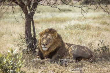 Afrika aslanı Kruger National park, Güney Afrika