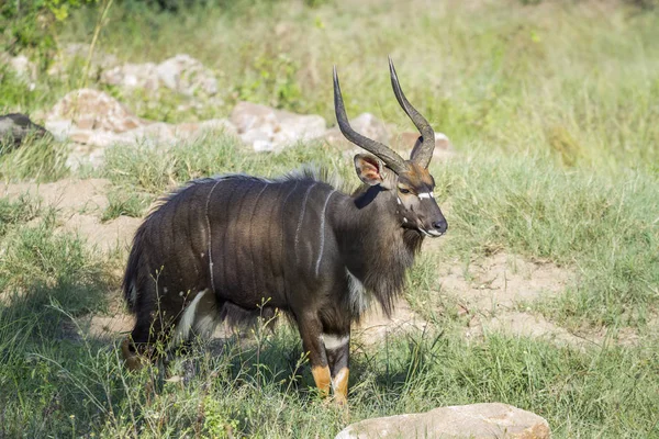 Nyala Cornudo Macho Parque Nacional Kruger Sudáfrica Especie Tragelaphus Angasii —  Fotos de Stock